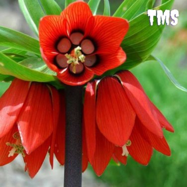 30 Crown Imperial Seed Wang Fritillaria Seed