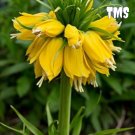 30 Crown Imperial Seed Wang Fritillaria Seed yellow