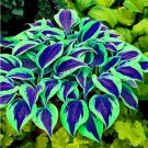 Hosta Plants Seed Perennials rare Lily Flower (Color: 5)