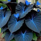 Variegated Caladium Seeds evergreen ornamental hosta (Blue and Black)