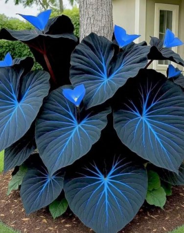 Variegated Caladium Seeds evergreen ornamental hosta (Blue and Black)