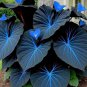 Variegated Caladium Seeds evergreen ornamental hosta (Blue and Black)