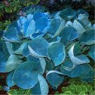 Hosta Plant Seeds 'Whirl Wind' in Full Shade (Color: Green)