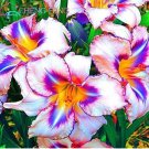 Hosta Seed Perennials Plantain beautiful Lily Flower