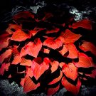 Hosta Flower seedsGarden Perennials Ornamental Lily Shade