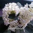Osmanthus Fragrans Seeds purify air and Ornamental Plant Sweet Olive Plant - (Color: 5)