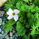 Oxalis Seed Flowers Cuckooflower Rotary Sorrel Versicolor