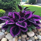 300 Purple Black Hosta Seeds | Rare Dark Foliage Cold Hardy Perennial