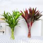 20 Lucky Bamboo Style Seeds | Mixed Colors Variegated Dracaena