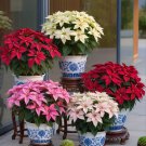 100 Poinsettia Seeds | Mixed Light & Dark Pink Flowers
