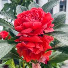 Premium 'Buddha's Hand' Double Impatiens Seeds
