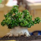 Dorset Horn Adenium Seeds, 2pcs Dwarf Desert Rose Tree