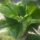 Licuala Cordate Rare Seeds 40+ Round Mellow Leaves Perennial Plants