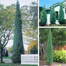 50 pcs/bag Pencil Point Juniper seeds