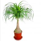 5 Ponytail Palm, Elephant's Foot seeds - Nolina recurvata