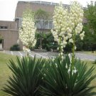 50PCS Yucca Bonsai, DIY Potted Plants