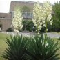 50PCS Yucca Bonsai, DIY Potted Plants