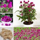 100 pcs Rare Gomphrenae Globosa Chinese Herb Tea Dried Gomphrena Globosa