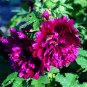 Alcea 'Queeny Purple' 100 seeds