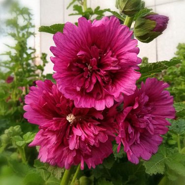 Lilac Rose Hollyhock - Alcea rosea' 100 seeds