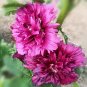 Lilac Rose Hollyhock - Alcea rosea' 100 seeds