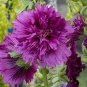 Lilac Rose Hollyhock - Alcea rosea' 100 seeds