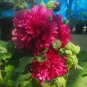 Lilac Rose Hollyhock - Alcea rosea' 100 seeds