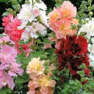Alcea Mixed, Double Flowers 100 seeds