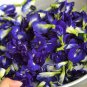 Butterfly Pea Seeds (Clitoria ternatea) – Blue Flowering Vine for Gardens 50 seeeds