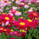 200 Painted Daisy Seeds - Perennial Flower Seeds with Natural