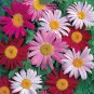 200 Painted Daisy Seeds - Perennial Flower Seeds with Natural