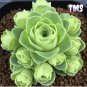 200 Mountain Rose Succulent Seeds | Greenovia Dodrentalis Bonsai Plant
