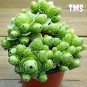200 Mountain Rose Succulent Seeds | Greenovia Dodrentalis Bonsai Plant