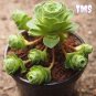 200 Mountain Rose Succulent Seeds | Greenovia Dodrentalis Bonsai Plant