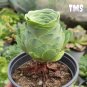 200 Mountain Rose Succulent Seeds | Greenovia Dodrentalis Bonsai Plant