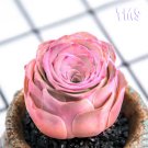 200 Mountain Rose Succulent Seeds | Greenovia Dodrentalis purple  Plant