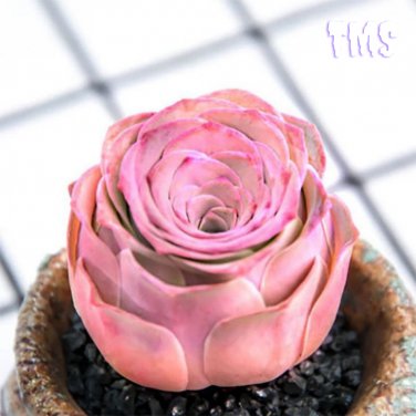 200 Mountain Rose Succulent Seeds | Greenovia Dodrentalis purple  Plant