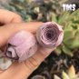 200 Mountain Rose Succulent Seeds | Greenovia Dodrentalis purple  Plant