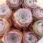 200 Mountain Rose Succulent Seeds | Greenovia Dodrentalis purple  Plant