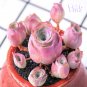 200 Mountain Rose Succulent Seeds | Greenovia Dodrentalis purple  Plant
