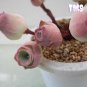 200 Mountain Rose Succulent Seeds | Greenovia Dodrentalis purple  Plant