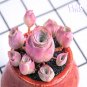 200 Mountain Rose Succulent Seeds | Greenovia Dodrentalis purple  Plant