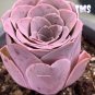 200 Mountain Rose Succulent Seeds | Greenovia Dodrentalis purple  Plant