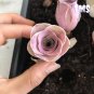 200 Mountain Rose Succulent Seeds | Greenovia Dodrentalis purple  Plant