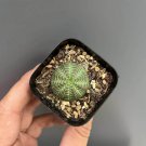 Baseball Plant Succulent | Euphorbia obesa Live Succulent 2-3 cm