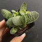 Gasteria minima for Sale | Miniature Speckled Succulent 3-4cm