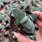 Gasteria minima for Sale | Miniature Speckled Succulent 3-4cm