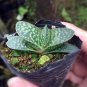 Gasteria minima for Sale | Miniature Speckled Succulent 3-4cm