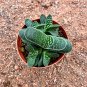 Gasteria minima for Sale | Miniature Speckled Succulent 3-4cm