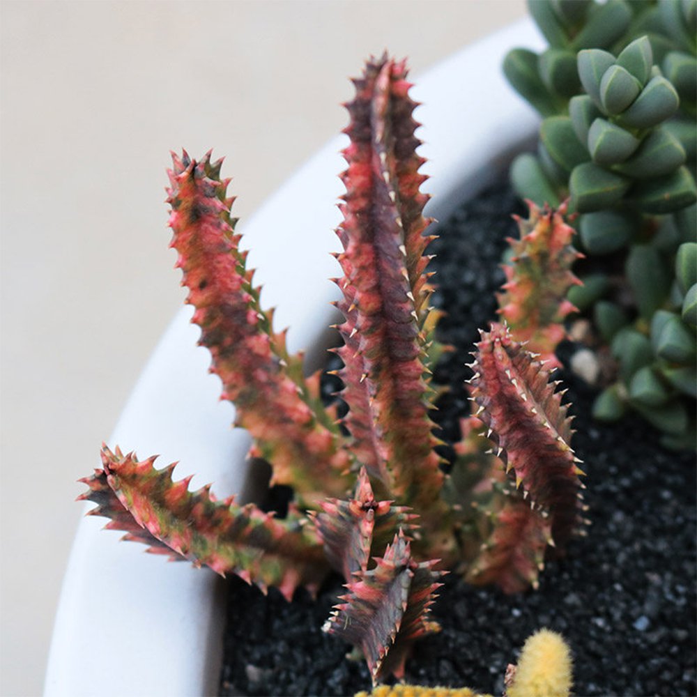 Variegated Huernia Zebrina 'Lifesaver' - Rare Collector's Succulent 3-4cm